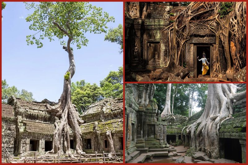 Ta Prohm Temple, Siem Reap